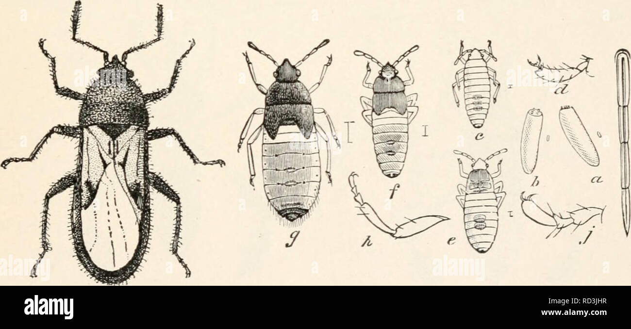 Elementary entomology. Insects. FIG. 160. A stilt-bug (Jalysus spinosii*  Say). (Enlarged) (After Lugger) brown, with a narrow yellow7 border, the  prothorax being yellow and red with two black spots. Nearly related
