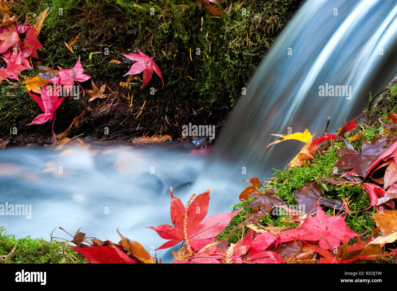 Waterfall and autumn leaves, Canada Stock Photo