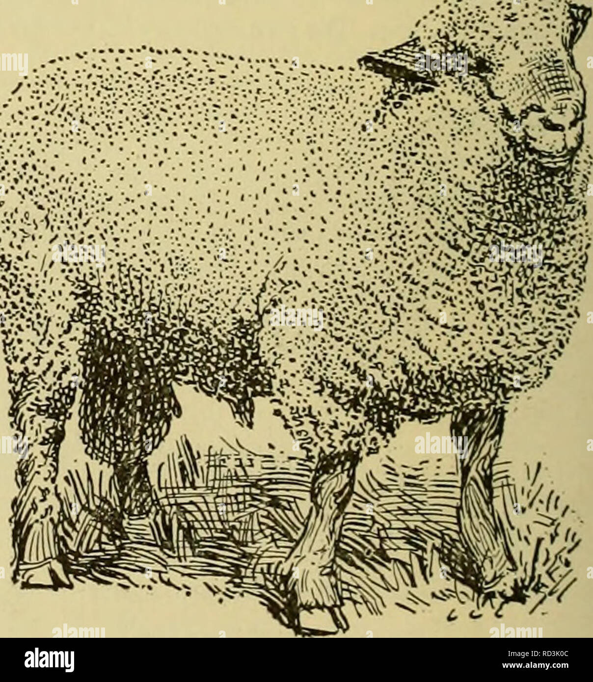 Cyclopedia Of Farm Animals Domestic Animals Animal Products C14 Sheep Sheep Will Produce Lambs Twice A Year In Some Climates But It Has Never Proved Expedient To Have Them Do So
