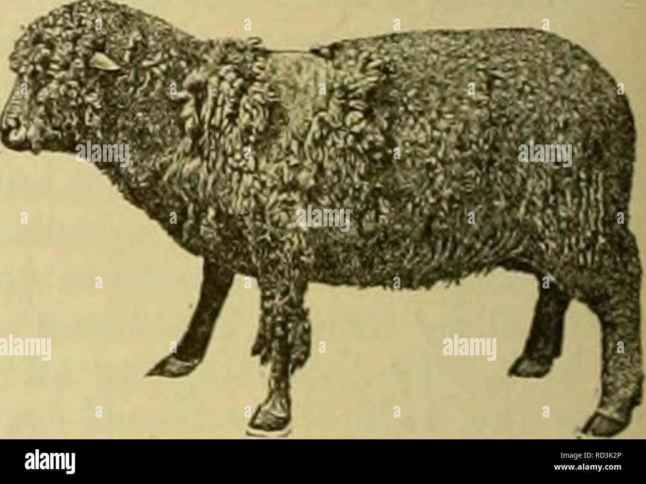 Cyclopedia of farm animals. Domestic animals; Animal products. 606 SHEEP SHEEP severely affected should be sent to market; the others will recover as soon as all the larva? have emigrated. All Cyclopedia of farm animals. Domestic animals; Animal products. 606 SHEEP SHEEP severely affected should be sent to market; the others will recover as soon as all the larva? have emigrated. All