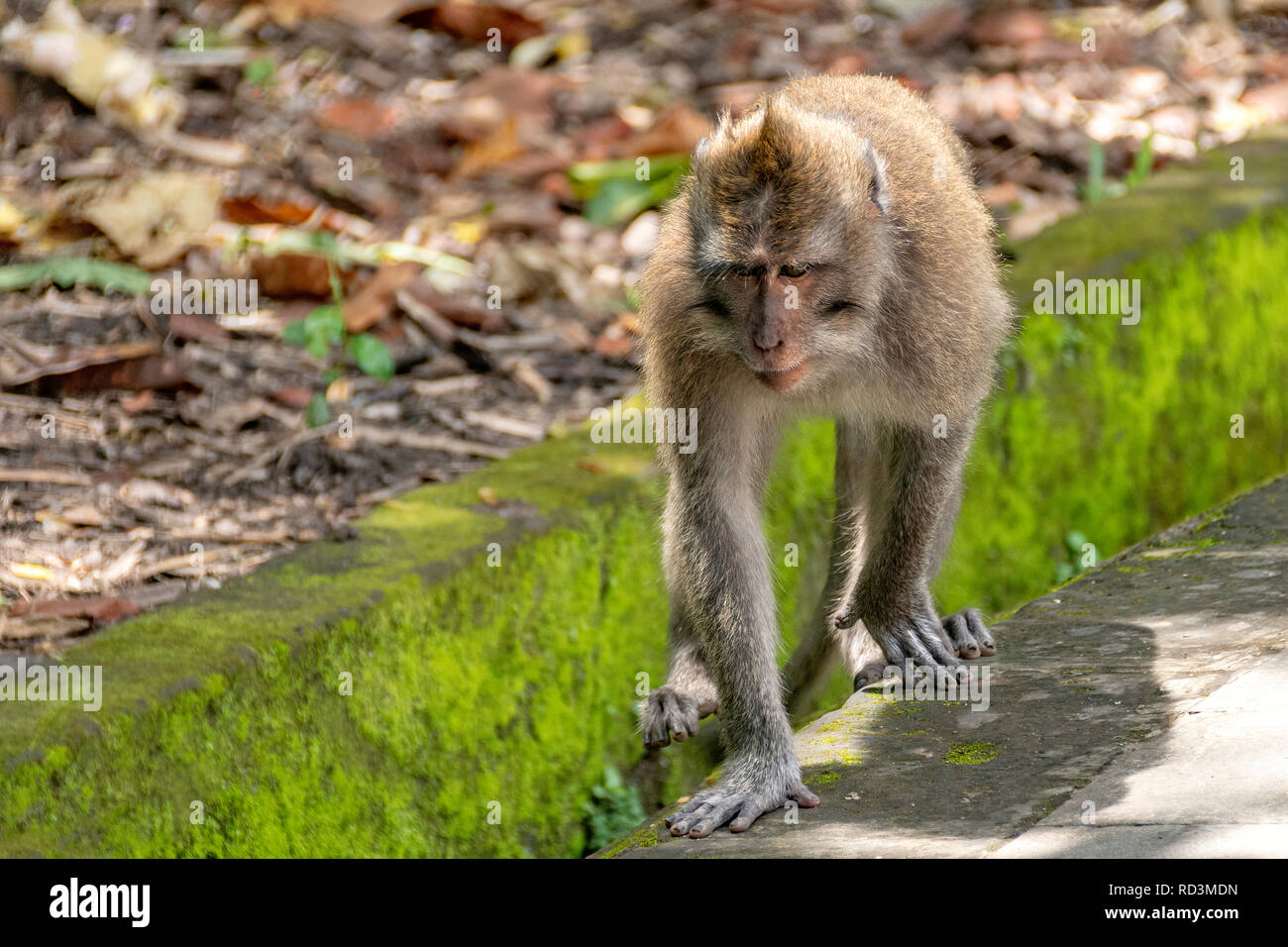 Balinese long-tailed monkey, Ubud Monkey Forest, Bali, Indonesia Stock Photo
