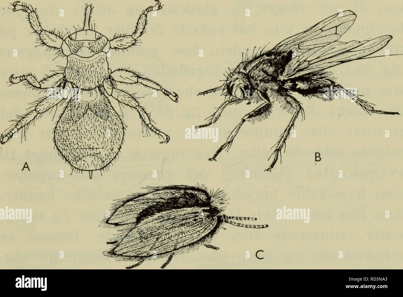 . Danmarks fauna; illustrerede haandbøger over den danske dyreverden... 259 trælignende udseende. Hos hårmyggene (Bibionidae) er der sket en betydelig forkortning af følehornene, hvad der i forbindelse med andre bygningskarakterer giver disse insekter et meget flueagtigt udseende; ikke blot er antallet af svøbeled formindsket, men de en- kelte led er korte og brede. Hos fluerne sker der en. Fig. 96. Eksempler på tovinger. A fårelus (Melophagus ovinus); B den gule gødningsflue (Scatophaga stercoraria); C sommerfugle- myg (Psyehoda). ejendommelig specialisering af svøben, hvorved basal- delen bl Stock Photo