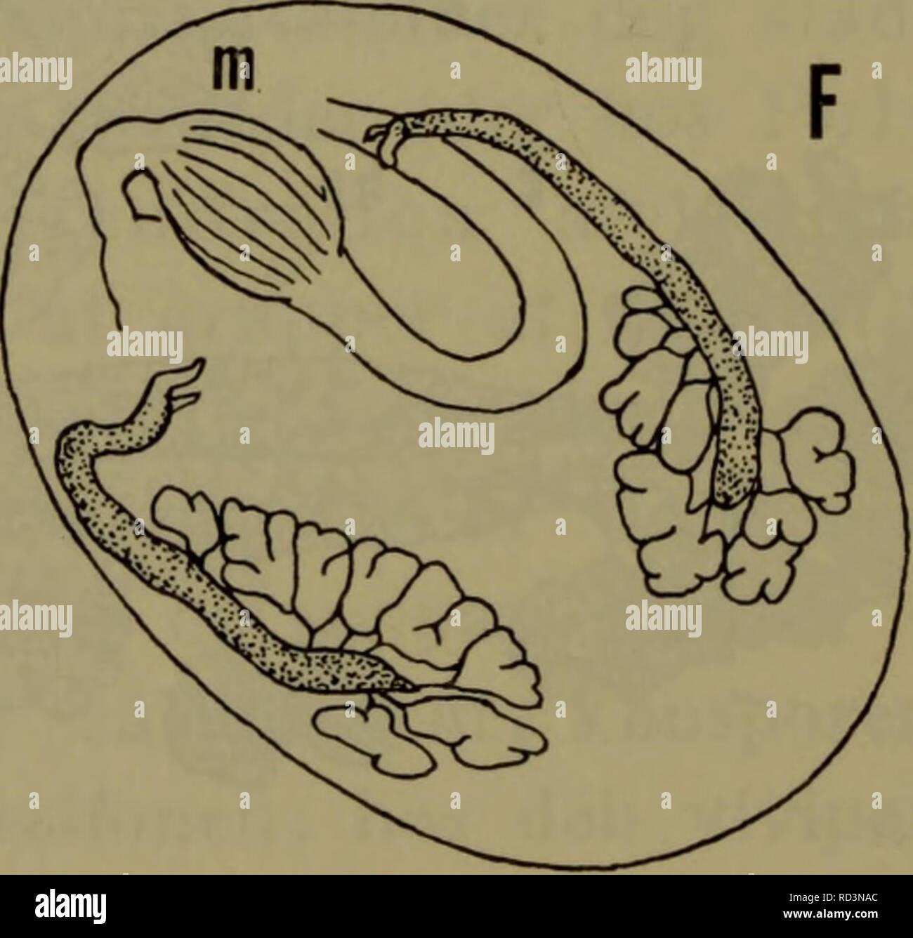 . Danmarks fauna; illustrerede haandbøger over den danske dyreverden... . Fig. 43. Styelidae. Kønsorganerne og deres placering på kappe- væggen hos A Pelonaia corrugata (venstre side), B Styela atlantica (højre side), C Styela rustica (højre side), D Styela coriacea (venstre side), E Styela theeli, F Styela gelatinosa. A-G efter Van Name (A noget ændret), D og F original, E efter Arnbåck-Christie-Linde.. Please note that these images are extracted from scanned page images that may have been digitally enhanced for readability - coloration and appearance of these illustrations may not perfectly  Stock Photo