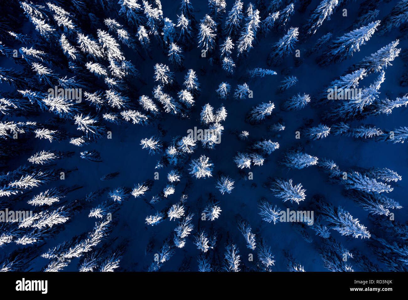 Aerial drone view of snow covered pine forest above in the winter Stock ...