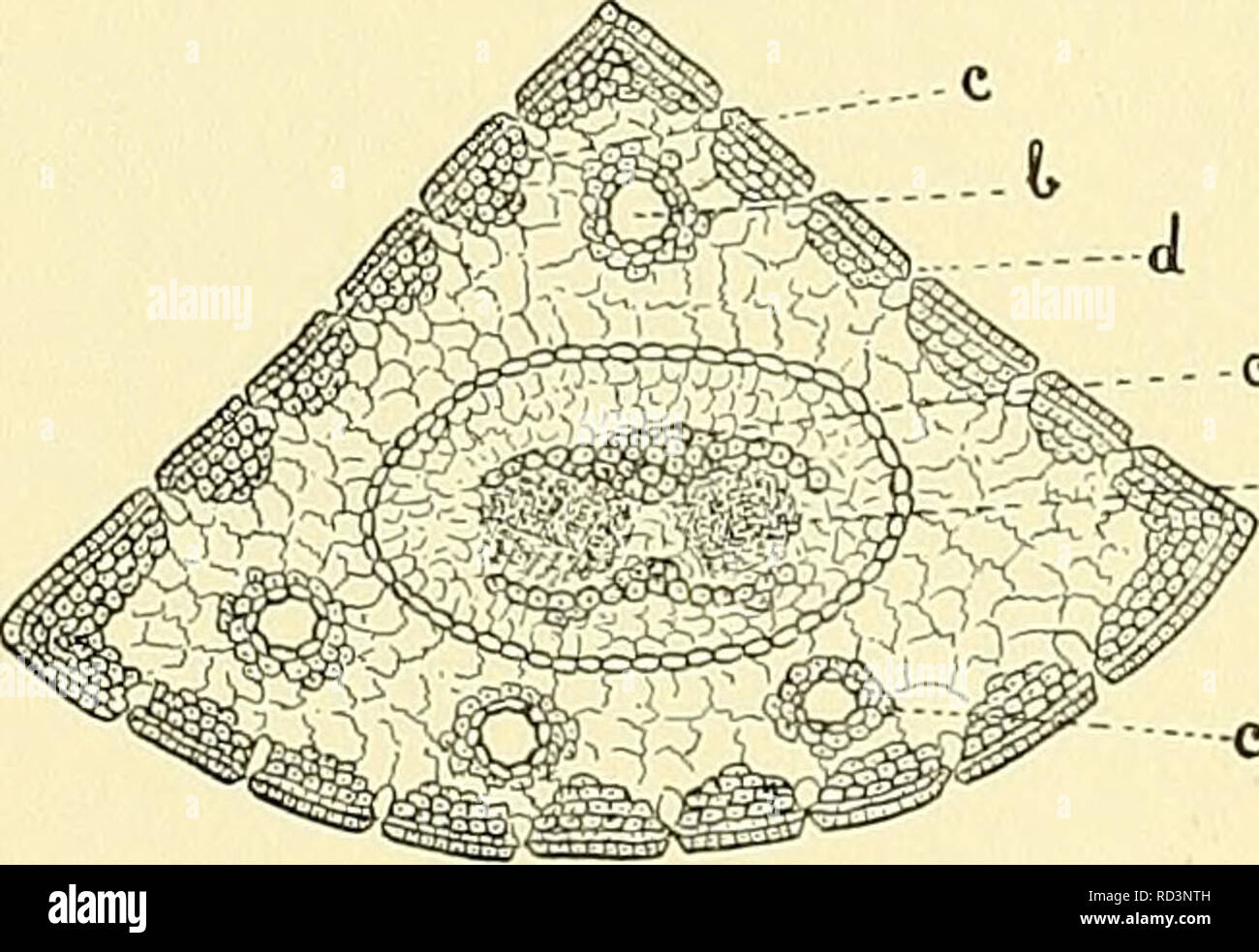 . Cyclopedia of American horticulture, comprising suggestions for cultivation of horticultural plants, descriptions of the species of fruits, vegetables, flowers, and ornamental plants sold in the United States and Canada, together with geographical and biographical sketches. Gardening. 1815. Pinus Strobus. Leaf with a single fibro-vascular bundle (a), usually two peripheral resin-duets {b); strengthening cells (c) only beneath the epidermis; stomata {d) only on the two inner sides. mostly present beneath the epidermis and often sur- round the resin-ducts, sometimes also along the fibro- vascu Stock Photo