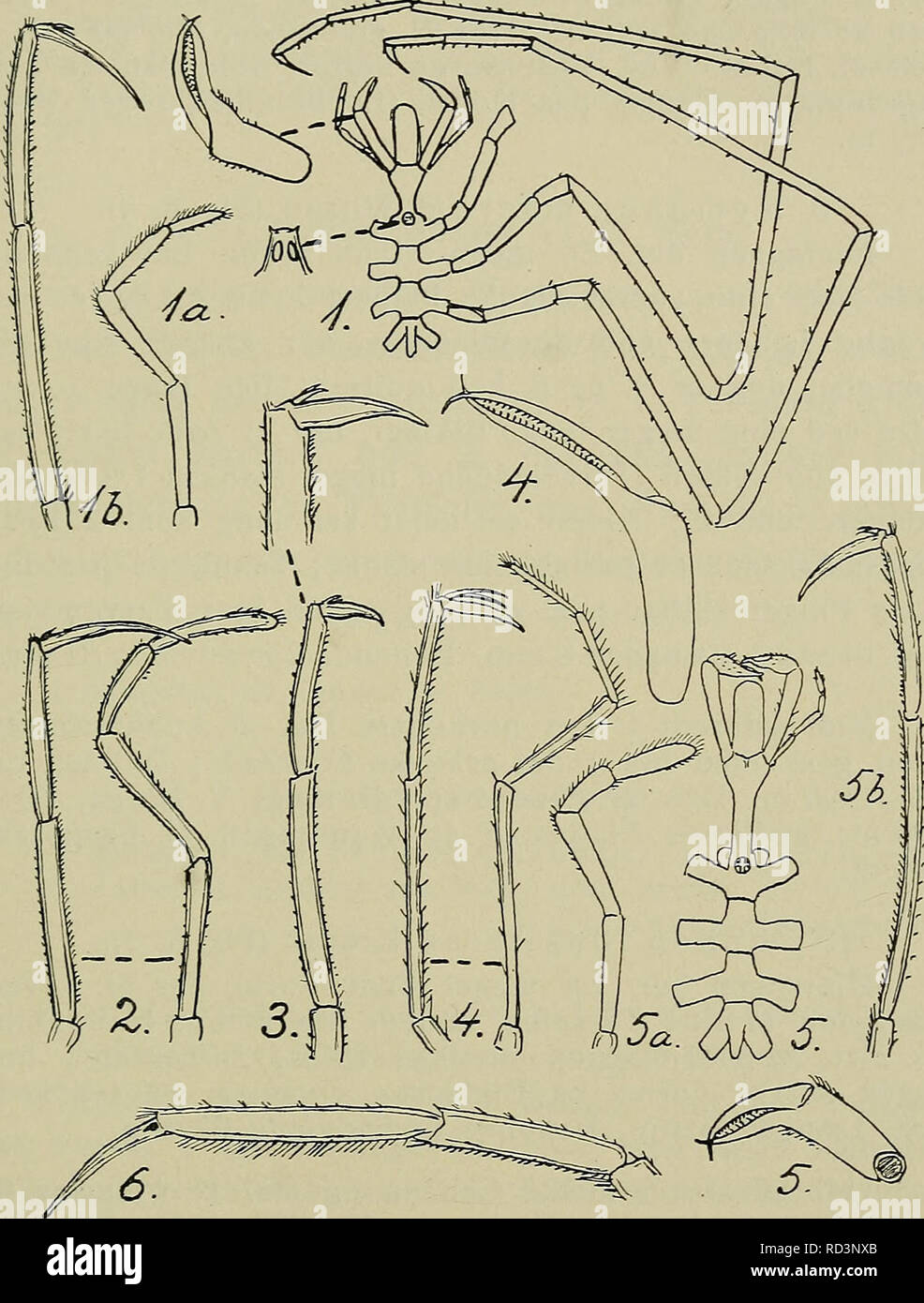 . Danmarks fauna; illustrerede haandbøger over den danske dyreverden... 27 Arter er ofte slaaet sammen (se foreg. Art). Farven rød- gul, Længde 15 mm, Benenes Spændvidde 150 mm.. Fig. 8. Nymphon-Arter med afrundet (ikke tilspidset) Øjetap. 1: N. leptocheles (a: Palpe, b: Spidsen af et Gangben). — 2: N. gracilipes, typisk Form (Palpe og Spidsen af Gangben). — 3: N. stroemi, typisk Form (Spidsen af Gangben). — 4: N. macrum (Palpe og Spidsen af Gangben). —- 5: N. longitarse (fra Ryggen, Klosaks, Palpe og Spidsen af Gangben). — 6: N. longimanum (Spidsen af Gangben). — (Alt efter G. O. Sars 1891, u Stock Photo