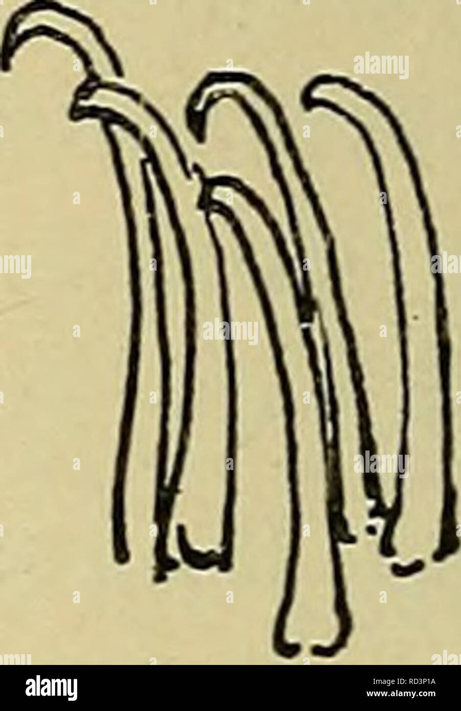 . Danmarks fauna; illustrerede haandbøger over den danske dyreverden... . Pig. 26. Kroge fra Gangvorterne af A Enochrus bicolor, B E. testa- ceus, C E. sp. er besat med talrige, krumme og spidse Smaakroge. 8. Bagkropsled med et trapezformet Skjold, der bagtil har 4 afrundede Tunger. Benene er lange, Kloleddet med en børstebærende Hæl. Larverne kravler rundt paa Vegetationen, især Alger, i stillestaaende Ferskvand, evtl. Brakvand; under Bevægel- sen benytter de Gangvorterne paa samme Maade som en Sommerfuglelarve. Æggene er, i et Antal af 12—20, omgivne inderst af løst Spind og yderst af en fas Stock Photo