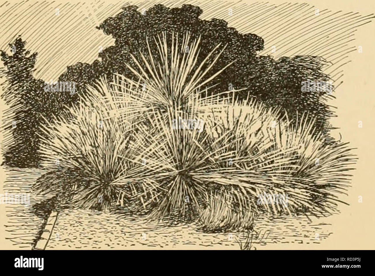 Yucca Thread Yucca threads hi-res stock photography and images - Alamy