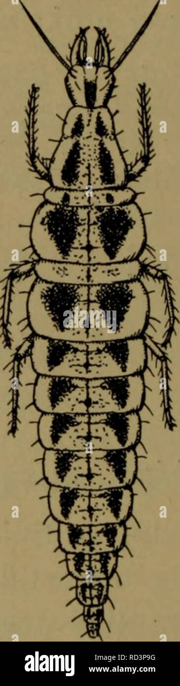 . Danmarks fauna; illustrerede haandbøger over den danske dyreverden... . Fig. 61. Larven af Hemerobius micans (Efter Withycombe). Fig. 62. Larven af Hemerobius humuli (Efter Withycombe). brune saa langt frem som til Øjnene. Øjnene mørkebrune. Antenner og Palper svagt begbrune. Thorax og Abdomen hvide til gulhvidlige, med to brune Længdebaand, der i Virkeligheden bestaar af en Række trekantede, brune Fi- gurer, En fin, mørk Ryglinie begynder paa den bageste Del af Prothorax og strækker sig omtrent til Bagkrops- spidsen. Kroppens Underside graahvid og ofte med brune Pletter. Længde omkring 7 mm Stock Photo