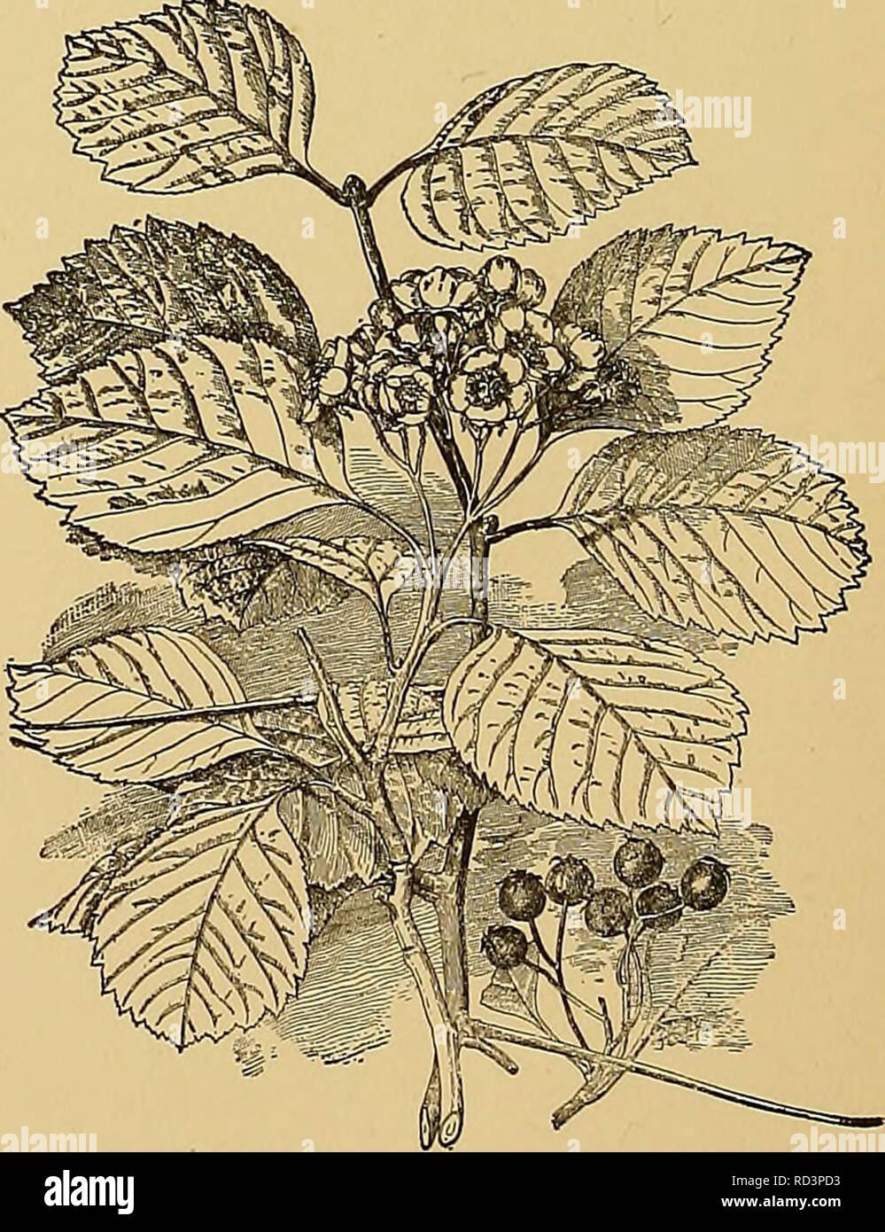 . Cyclopedia of American horticulture, comprising suggestions for cultivation of horticultural plants, descriptions of the species of fruits, vegetables, flowers, and ornamental plants sold in the United States and Canada, together with geographical and biographical sketches. Gardening. ii^uo 576. Crataegus punctata. lous; fls. fragrant; calyx-teeth glandular-serrate: fr. % in. in diam. May, June. Quebec to Va., west to Mo. and Dak. S.S. 4:181. B.R. 22:1912. L.B.C. 11:1012 (as C. glandulosa). A.G. 11:509. —Sometimes cultivated under the name of G. Douglasi. Var. succul6nta, Rehd. {C. sucGuI^nf Stock Photo