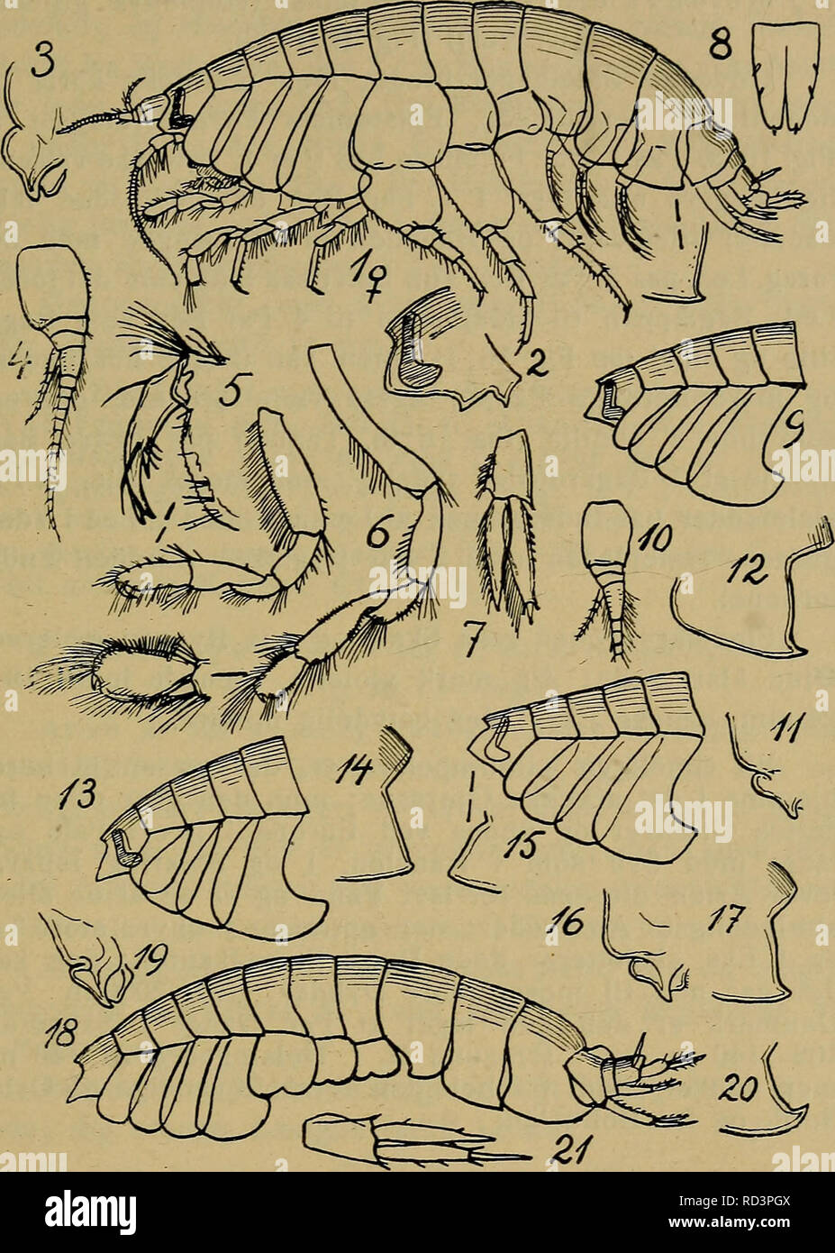 Danmarks fauna; illustrerede haandbøger over den danske dyreverden... 91.  Fig. 16. Tmetonyx. 1—8: T. cicada {Hoved, Overlæbe med Epi- stom, 1.  Følehorn, to første Par Ben, 3. Halefod, Haleplade).— 9—12: T.