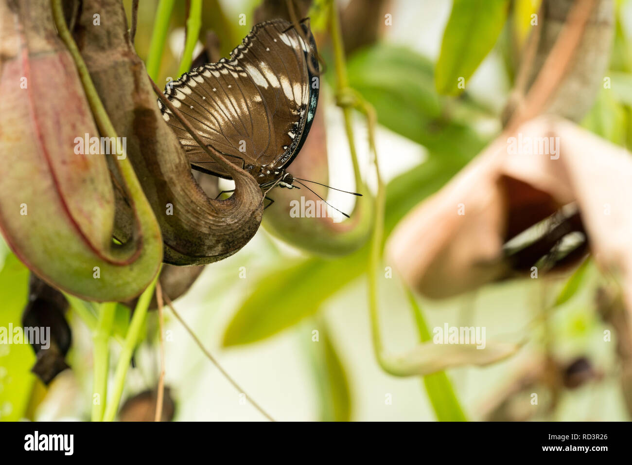Butterfly, Morpho peleides, blue morphology with wings folded on a flesh eating carnivorous plant, macro image Stock Photo