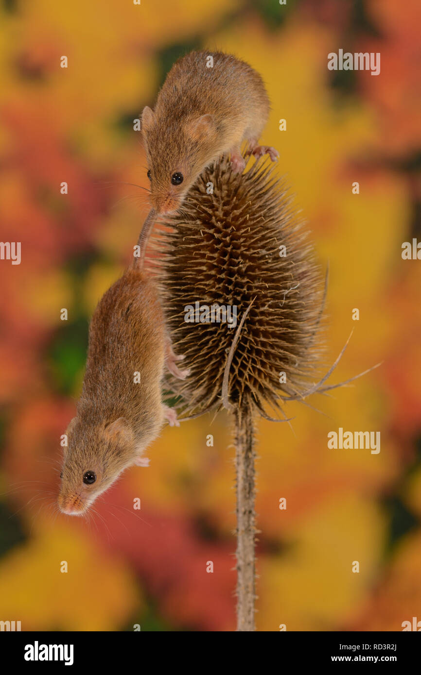 Super cute Harvest mice. Harvest mice are the smallest native mammal in ...