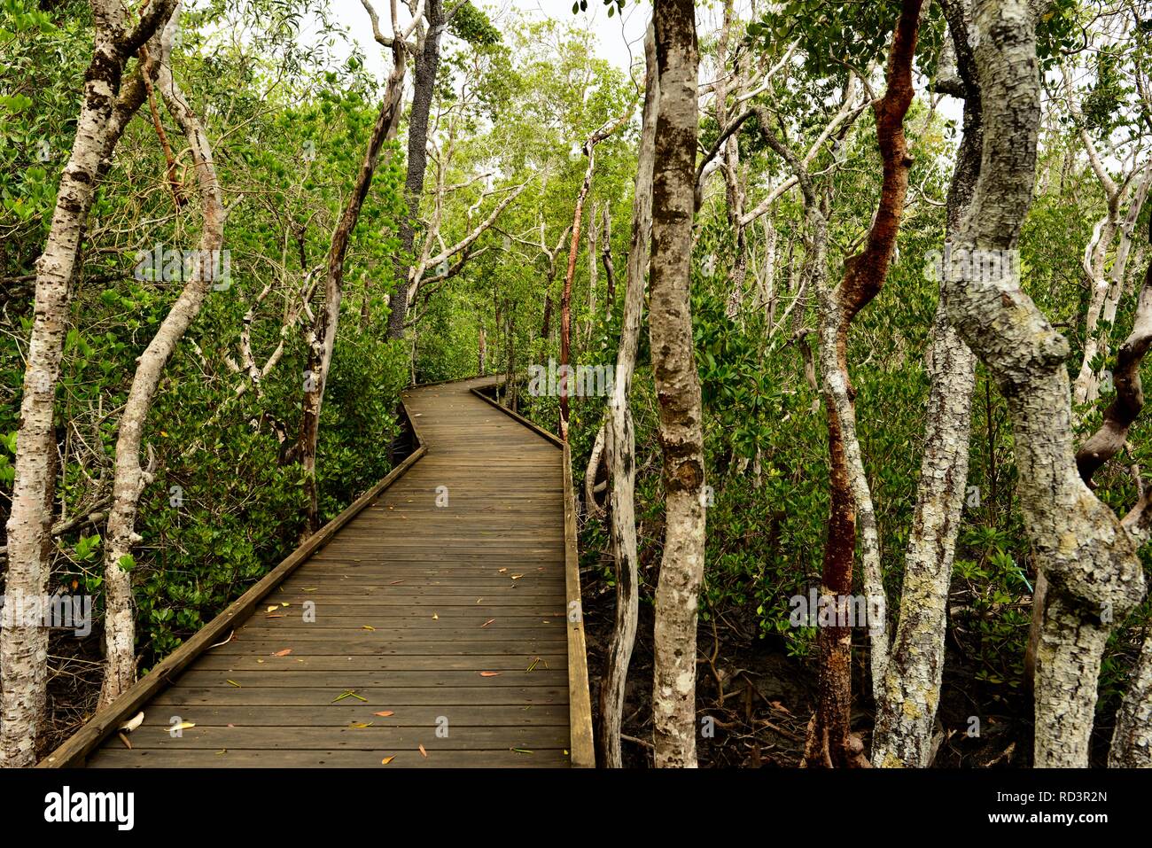 The diversity boardwalk at Cape Hillsborough National Park, Queensland, Australia Stock Photo