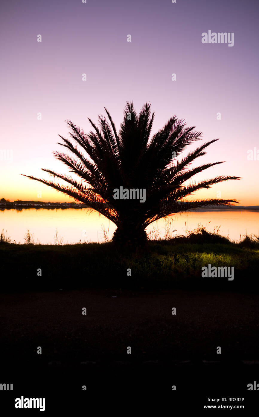 A short palm tree is silhouetted against a beautiful sunset and a french saltwater lake in the Languedoc Roussillon region of France Stock Photo