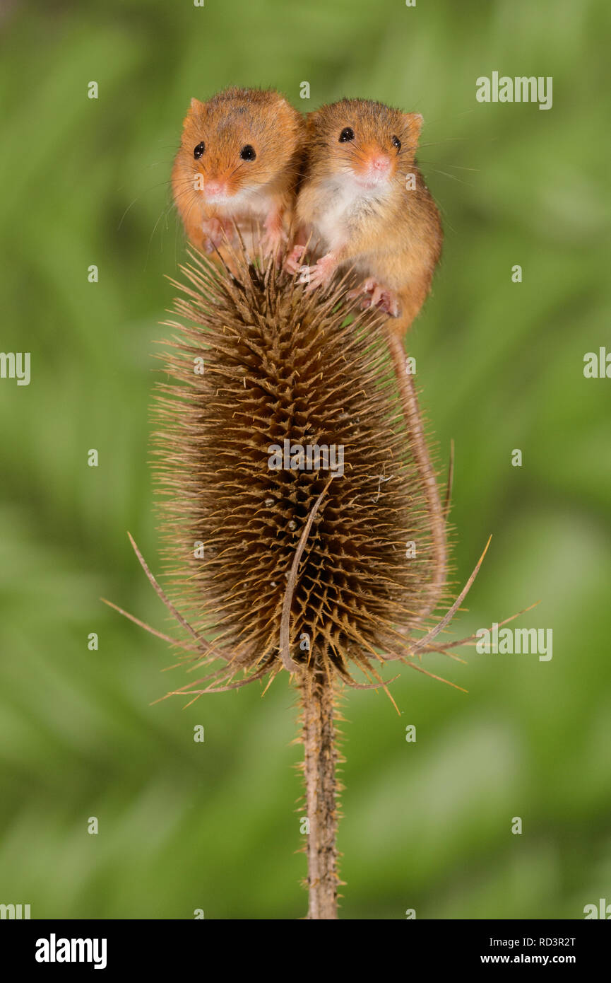 Super cute Harvest mice. Harvest mice are the smallest native mammal in the U.K and the only mouse with a prehensile tail to help it climb. Stock Photo
