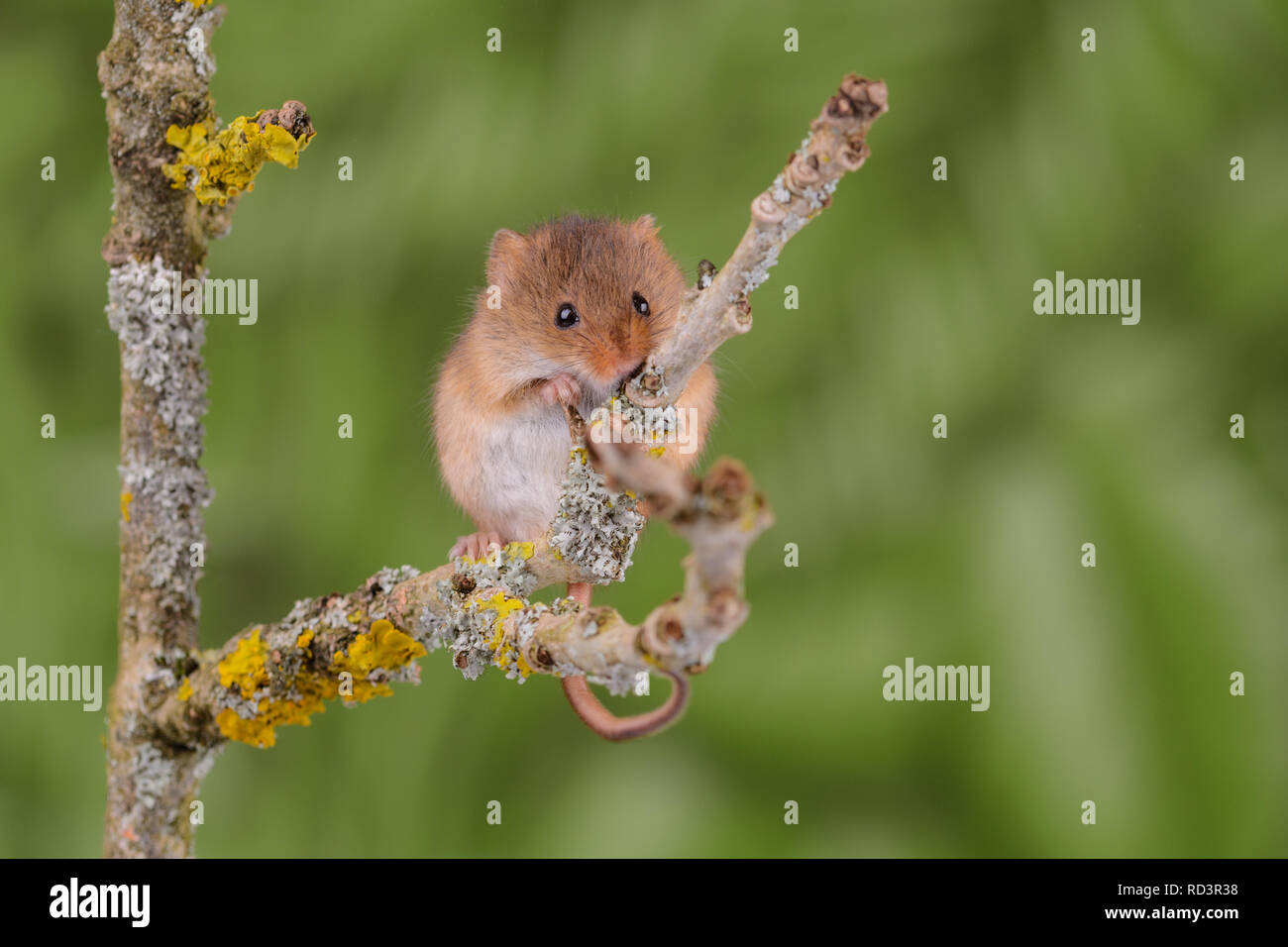 A super cute Harvest mouse. Harvest mice are the smallest native mammal