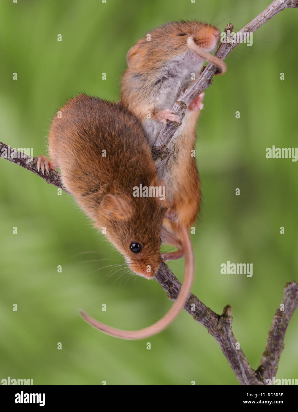 Super cute Harvest mice. Harvest mice are the smallest native mammal in ...
