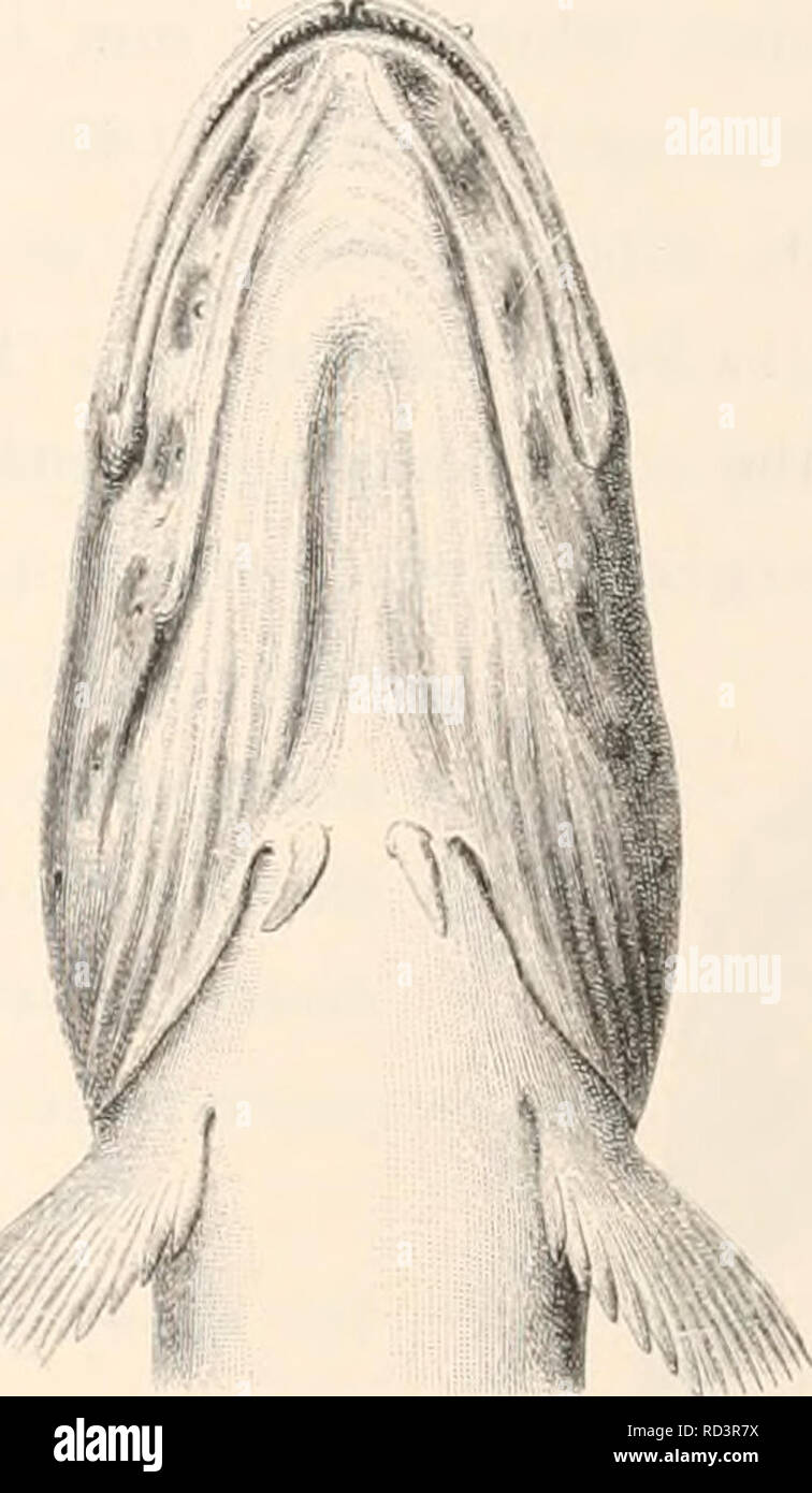 . The Danish Ingolf-Expedition. Scientific expeditions; Arctic Ocean. . Fig. II - 12. The head of Lycodes scmhiiidiis, seen from above and underneath. X 3/4. From a 335 mm. long specimen (Q) from the innermost parts of the Umanak Fjord iWest Greenland), 200 m. Drygalski- Expedition (Dr. E. Vanhoffen), 17.3.1S93. between the two eyes is almost equal to % rds of the longitudinal diameter of the eye (in old .speci- mens qttite equal to this). The length of the snout to the e-e, is 3,5—2,9 times in the length of the head or 7,5—10 &quot;o of the total length. The upper jaw reaches to a perpendic Stock Photo