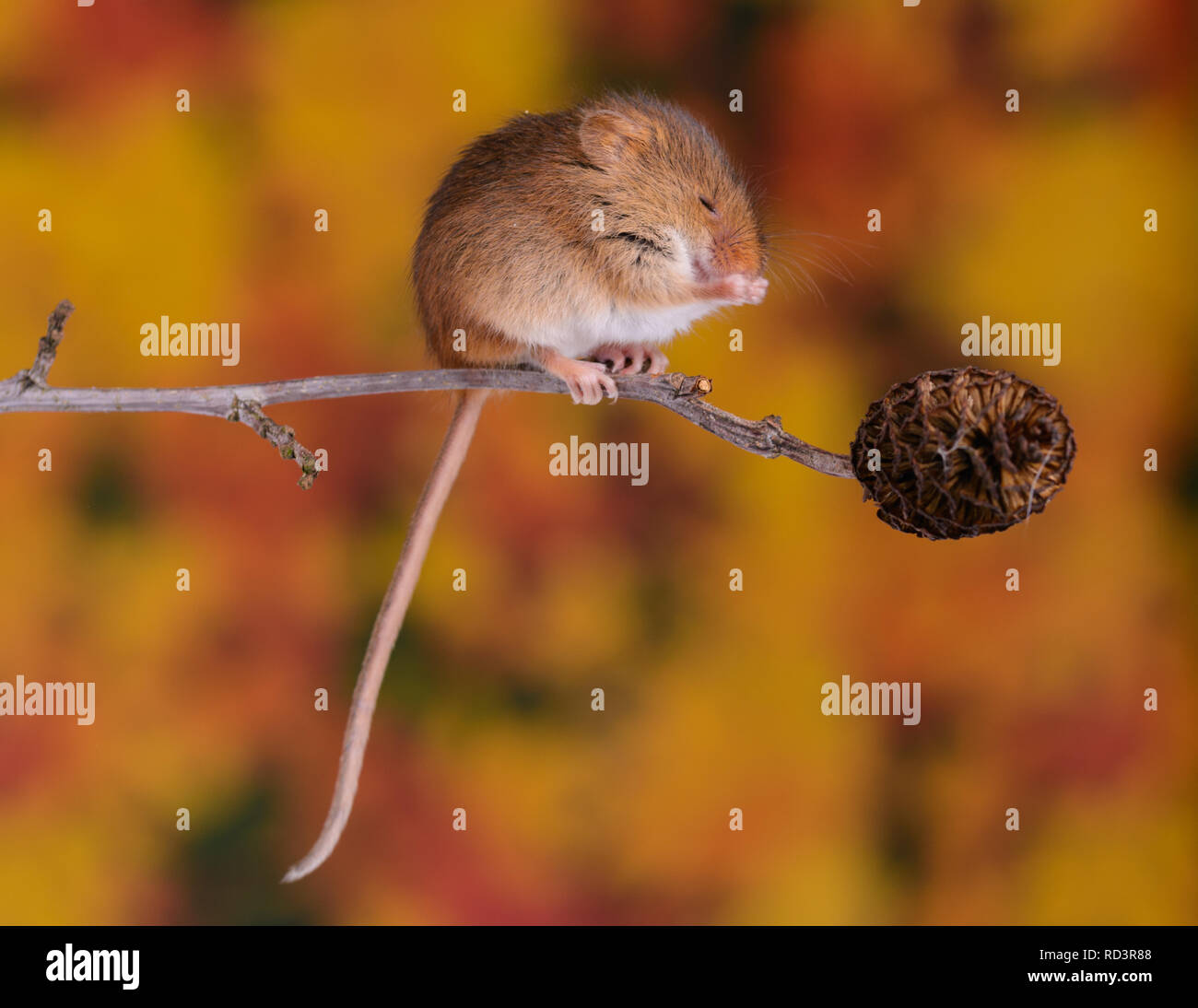 A super cute Harvest mouse. Harvest mice are the smallest native mammal