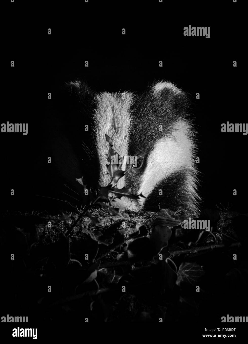 An Iconic Wild Badger in Sheffield, U.K. Badgers have been heavily persecuted in recent times but are amazing to see, very shy and elusive. Stock Photo