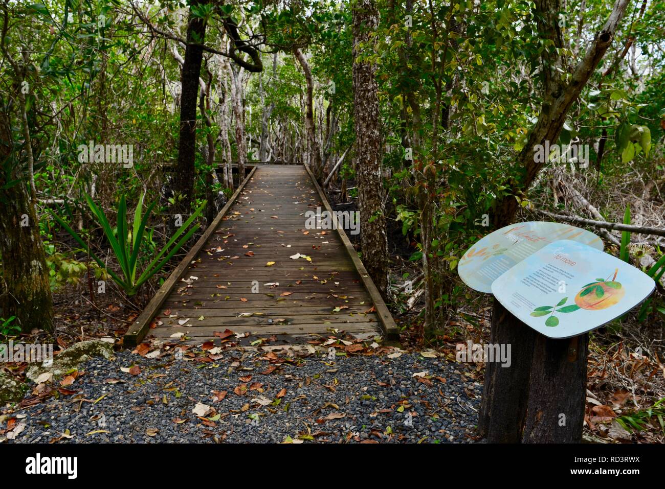 The diversity boardwalk at Cape Hillsborough National Park, Queensland, Australia Stock Photo
