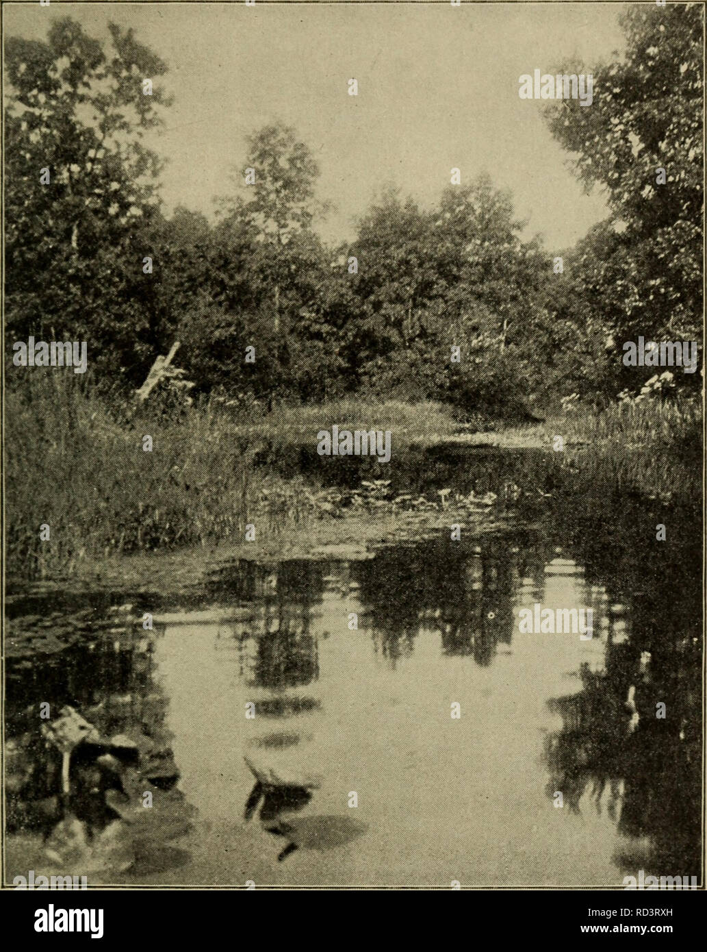 . Elementary botany. Botany. ZONAL DISTRIBUTION OF PLANTS. 407 overhanging willows. On the left, pond-weeds (Potamogeton natans) and the yellow wrater lily, or spatter-dock (nuphar),. Fig. 500. Yellow water lily on jutting arm in stream. (Photograph by the author.) float their leaves and flowers on the quiet water, while the small yellow flowers of the mud plantain (Heteranthera graminifolia) glitter in the sunlight. The arrow-leaf (Sagittaria heterophylla,. Please note that these images are extracted from scanned page images that may have been digitally enhanced for readability - coloration a Stock Photo