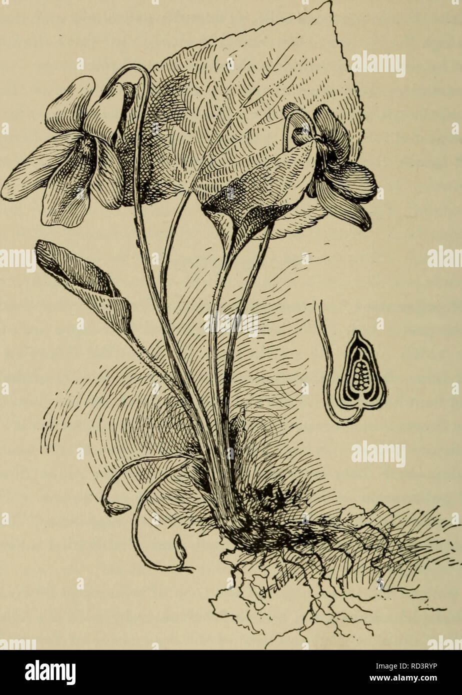 Cleistogamous flowers hires stock photography and images Alamy