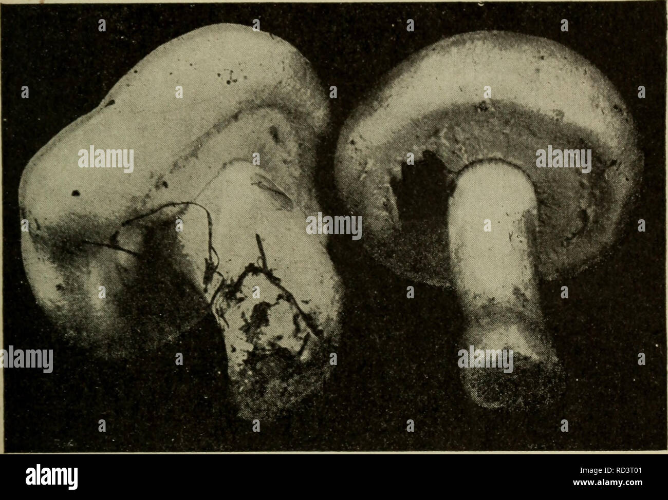 . Elementary botany. Botany. NUTRITION: MUSHROOMS. 331 shown in fig. 436. Finally, as shown in fig. 437, this veil is ruptured by the expansion of the pileus, and it either clings. Fig. 436. Agaricus campestris ; nearly mature plants, showing veil still stretched across the gill cavity.. Please note that these images are extracted from scanned page images that may have been digitally enhanced for readability - coloration and appearance of these illustrations may not perfectly resemble the original work.. Atkinson, George Francis, 1854-1918. New York, H. Holt and company Stock Photo