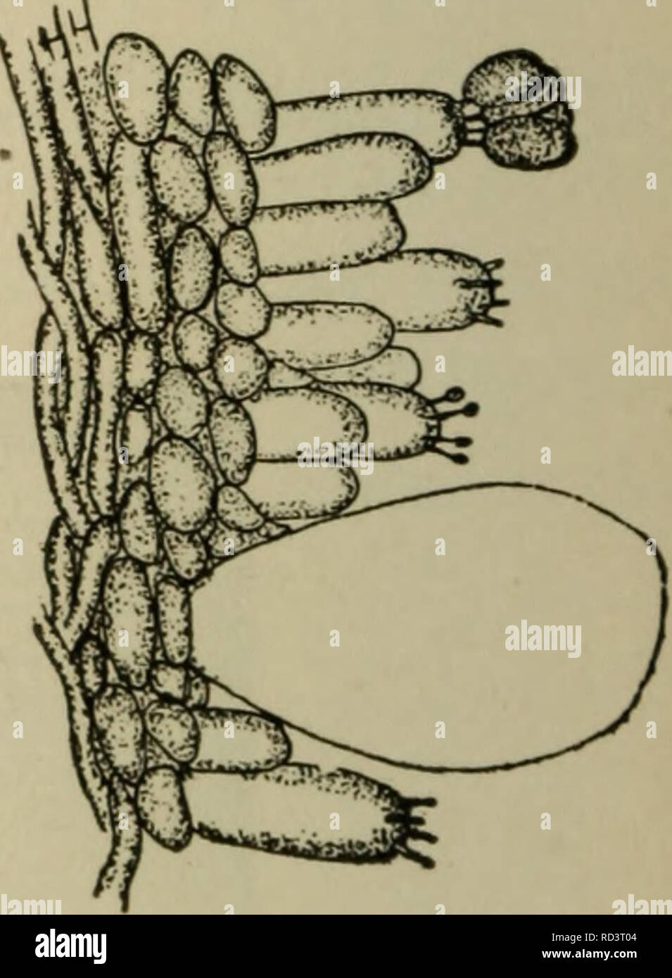 . Elementary botany. Botany. Fig. 432. Portion of section of lamella of Agaricus campestris. trf trama ; s/i, subhymenium ; /&gt;, basidium; st, sterigma (//. sterigmata) ; gt gonidium. ^ig- 433- Portion of hymenium of Co- prinus micaceus, showing large cystidium in the hymenium. two spinous processes at the free end. Each one is a sierig'ma (plural slerig'mala), and bears a gonidium. In a majority of the members of the mushroom family each basidium bears four gonidia. When mature these gonidia easily fall away, and a mass of them gives a purplish-black color to objects on which they fall, so  Stock Photo