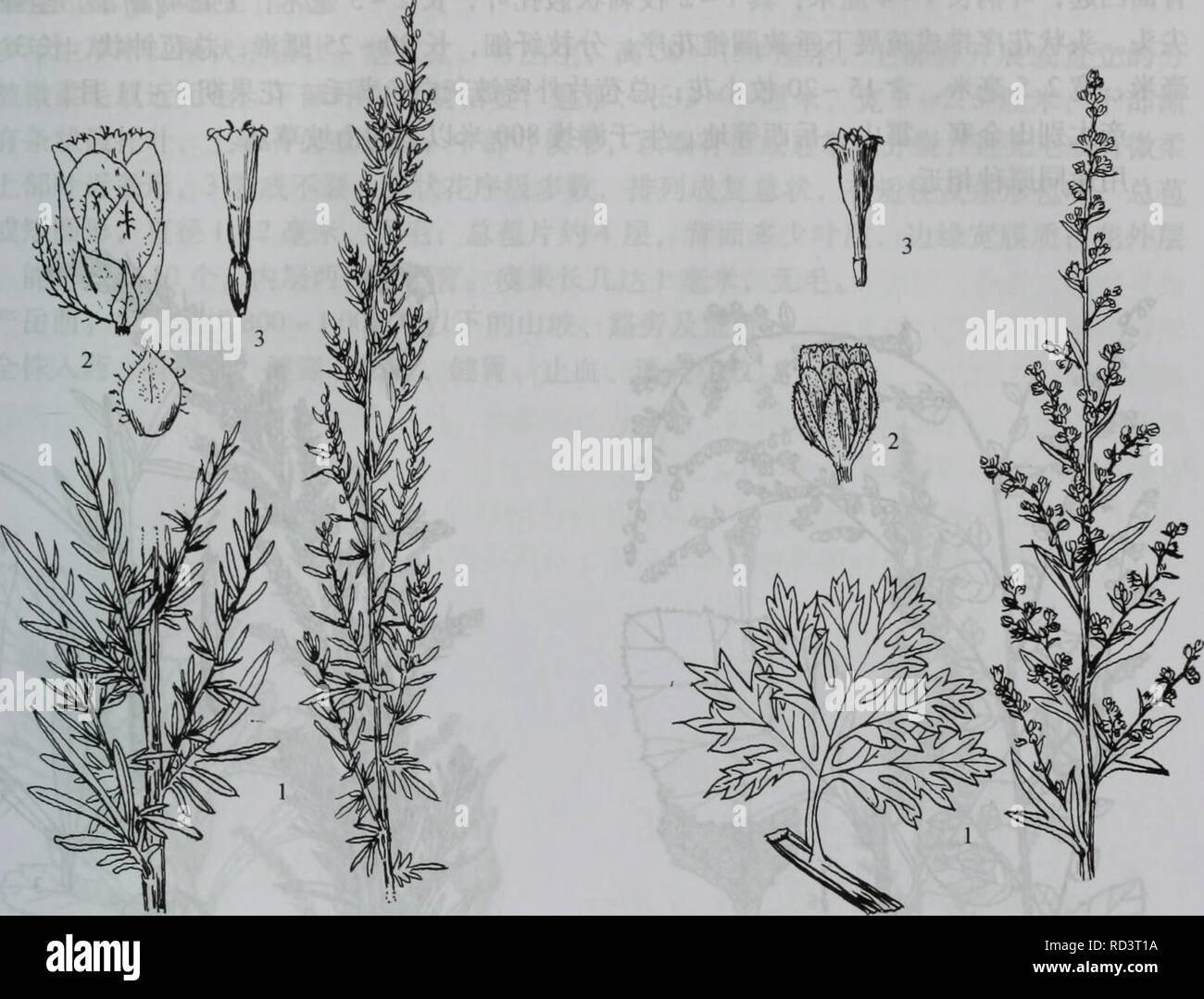 Artemisia Argyi High Resolution Stock Photography And Images Alamy