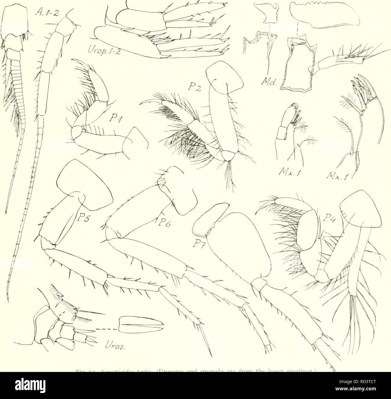 . The Danish Ingolf-expedition. Marine animals -- Arctic regions; Scientific expeditions; Arctic regions. CRUSTACEA MALACOSTRACA. VII. 2ig Genus Synopioides Stebbing. Synopioides Stebbing, Amphip. &quot;Challenger&quot; 1888, p. 999. Stebbing 1906, p. 227. Schellenberg, Gammariden; Deutsche Tiefsee-Exped. vol. 23, 1926, p. 224. This genus comprises three species, S. secunda Stebbing (see below, under S.tertia), S. maci Stebbing (see Schellenberg 1. c. 1926, p. 225, fig.), and S. tertia n. sp. *224. Synopioides tertia n. sp. (Fig. 67). Occurrence. The &quot;Ingolf&quot; has secured two specimen Stock Photo