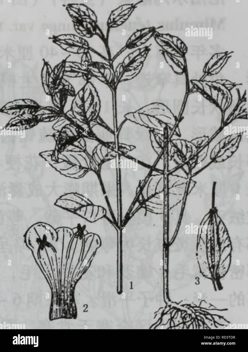 . da bie shan zhi wu zhi. botany. ä¸ä¸ããçåç§Scrophulariaceae 1009. å¾1436ç´«è²ç¿¼è¼ æ¤æ ªï¼2.è±å å±å¼ï¼ç¤ºéèï¼3.æ 1. ç´«è²ç¿¼è¼ï¼å¾1436) Torenia violacea ( Azaola) Pennell ä¸å¹´çèæ¬ï¼é«1040åç±³ãèç´ç«ï¼åæ¹å½¢ï¼åº é¨åææ«æ£ãå¶çåµå½¢æé¿åµå½¢ï¼é¿24åç±³ï¼å®½12 åç±³ï¼åä¸æ¸åå°ï¼è¾¹ç¼å ·ç¥å¸¦ç-å°çé¸é½¿ï¼ä¸¤é¢çè¢«æ æ¯ï¼å¶æé¿5  20æ¯«ç±³ãä¼å½¢è±åºé¡¶çåä¾§çï¼æ æ»è± æ¢ï¼æè±24æµï¼ä¾§ççéåä¸ºåæµï¼è±æ¢é¿1.53å ç±³ï¼è±è¼é¿åµå½¢ï¼å ·5ç¿ ï¼é¿1.31.7åç±³ï¼å®½68æ¯« ç±³ï¼ææé¿è¾¾2åç±³ï¼å®½1åç±³ï¼ç¿ å®½è¾¾2. 5æ¯«ç±³èç¥å¸¦ ç´«çº¢è²ï¼ç¿ ä¸ä¸å»¶ï¼é¡¶ç«¯è£æ5å°é½¿ï¼è±å é¿1.52.2 åç±³ï¼æ·¡é»è²æç½è²ï¼ä¸åå¤å°ç´ç«ï¼è¿åå½¢ Stock Photo