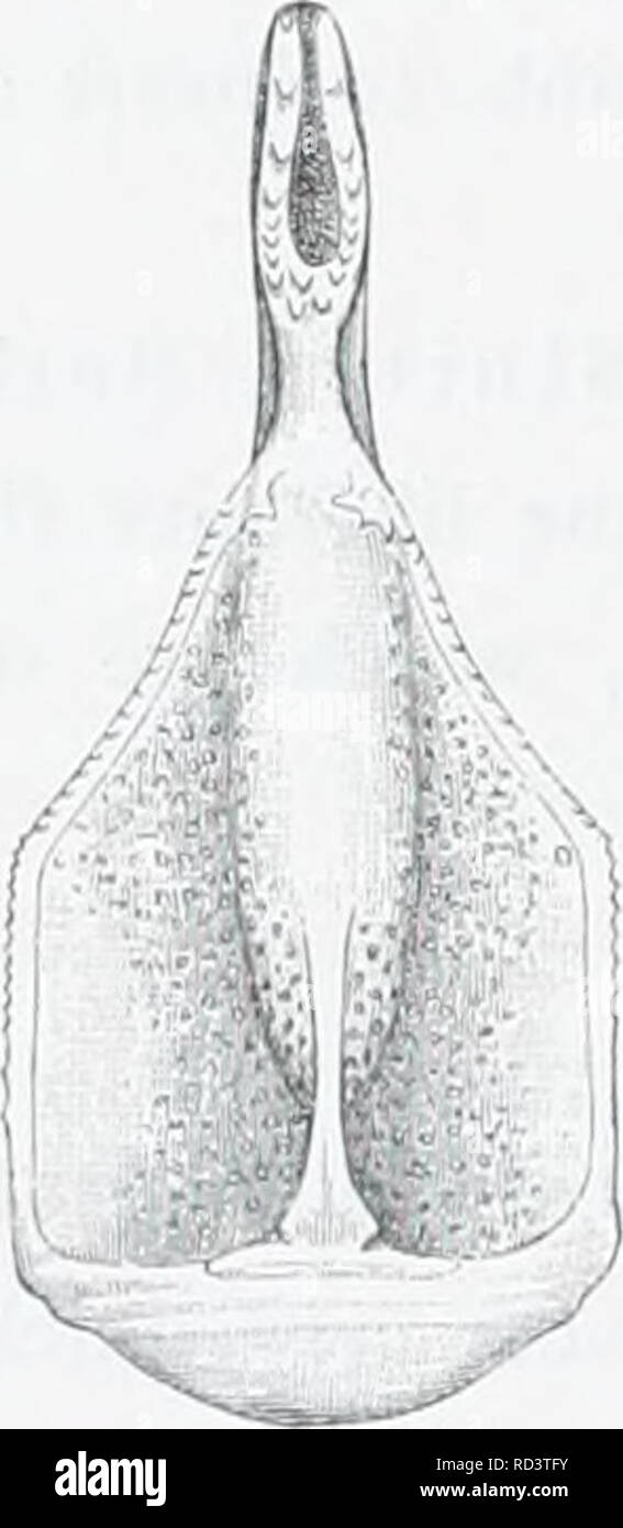 . The Danish Ingolf-expedition. Marine animals -- Arctic regions; Scientific expeditions; Arctic regions. I/O ECHINOIDEA. I. Hamann has overlooked, though be repeatedly quotes the paper by Foettiuger. The uauie of «Globiferae &gt; must then be rejected for these pedicellariae in the Diadeuiatidcr on account of priority as well as morphology. In Sphcrrechinus the case is quite different; here they are evidently (rudimentarv) globiferous pedicellariae; the name of «claviform &gt; pedicellariae cannot be applied to them. Dorocidaris papillata. The arrangement of the tubercles in the ambulacral ar Stock Photo