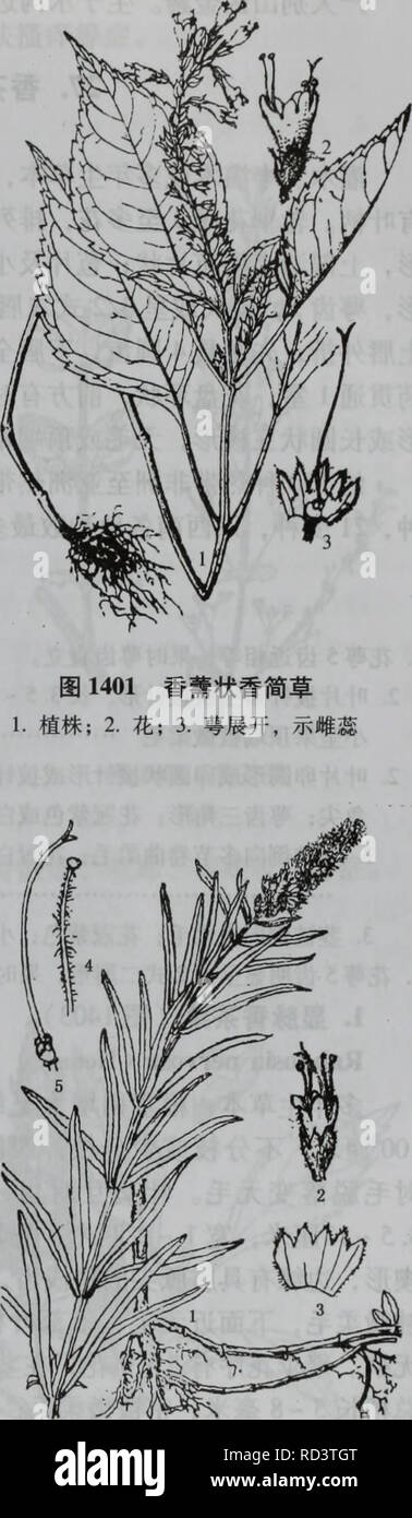 Da Bie Shan Zhi Wu Zhi Botany A Aºa Aaa C Labiatae 985 C I E E Ea I E Cº 3ae C I A E E Cº Ae C C Ae I E E 5i E C A Cº Ae I A E A E E Aecº Ae C C Ae Aei E A C E A C E I E Cº 8ae C I A E E A Aeae I A E A A C A E C A Ae Aeae ªaaeae C E Ae C