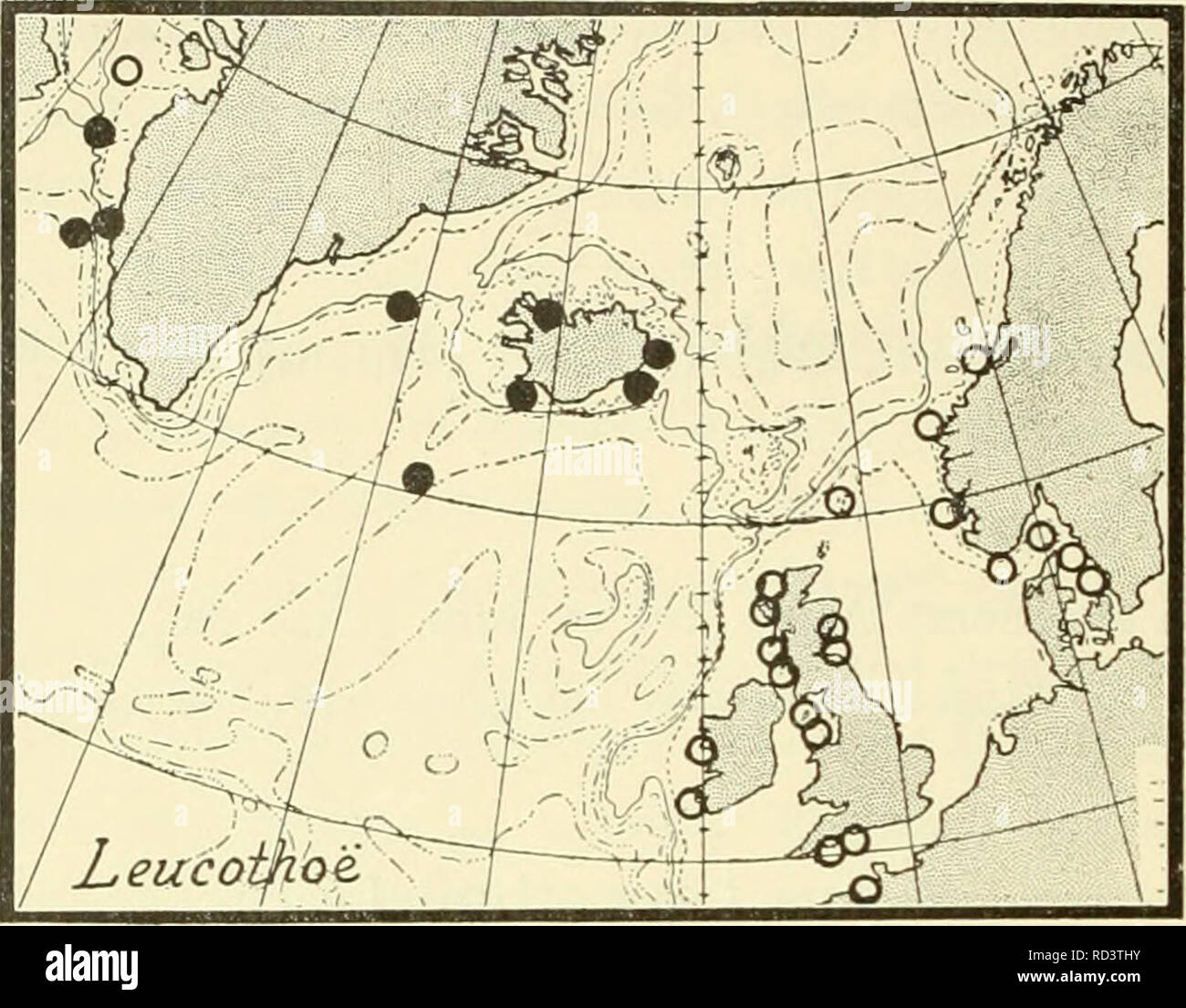 . The Danish Ingolf-expedition. Marine animals -- Arctic regions; Scientific expeditions; Arctic regions. 178 CRUSTACEA MALACOSTRACA. VI.. Chart 31. Leucothoe spinicarpa (north Atlantic localities). • loca- lities for the first time mentioned in the present paper. O loca- lities from the literature. and Barnard (1. c. 1916) are right in their lists of synonyms, the species has a much wider distribution and seems to be cosmopolitan, found even in the Antarctic area (for special localities see Chilton 1. c. and Barnard 1. a). Posterior to Barnard's paper of 1916 the following localities have app Stock Photo