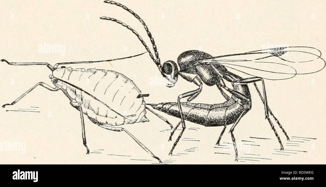 . Elementary entomology. Insects. FIG. 396. Lysiphlebus tritici, male, the vvasplike parasite of the green-bug. (Very much enlarged) i After S. J. Hunter) which has been so destructive to grain in the southwest; this par- asite also attacks many other commonly injurious aphides. Larvae of the large green tobacco or tomato worm (Phlegethontius quinque- macnlata (Fig. 333) are frequently found covered with what appear to be small silken eggs. These are the cocoons of little braconids of the genus Apanteles. which have devel- oped within the cat- FIG. 397. Lysiphlebus parasite in act of depositin Stock Photo