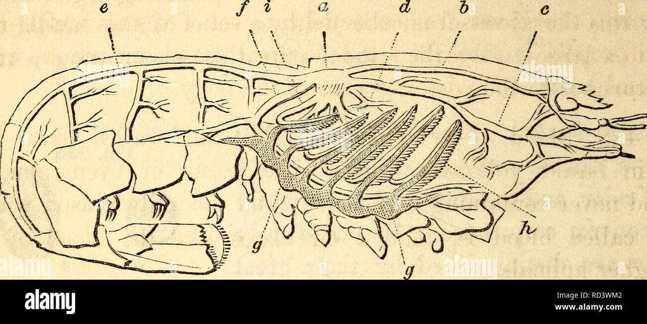 . Elementary anatomy and physiology : for colleges, academies, and other schools. Anatomy; Physiology. 240 HITCHCOCK'S ANATOMY Fig. 242.. Circulatory Apparatus in the Lobster. «, The Heart. Ophthalmic Artery, c, An- tennar Artery, d, Hepatic Artery, e, Abdominal Artery, f, Sternal Artery, g, Venous Sinuses. A, Branchiae. heart of the animal, since by the contraction of its coats the blood or contained fluid is forced along. Small arteries are given off from this dorsal vessel all along its course. This Fig. 243.. Please note that these images are extracted from scanned page images that may hav Stock Photo
