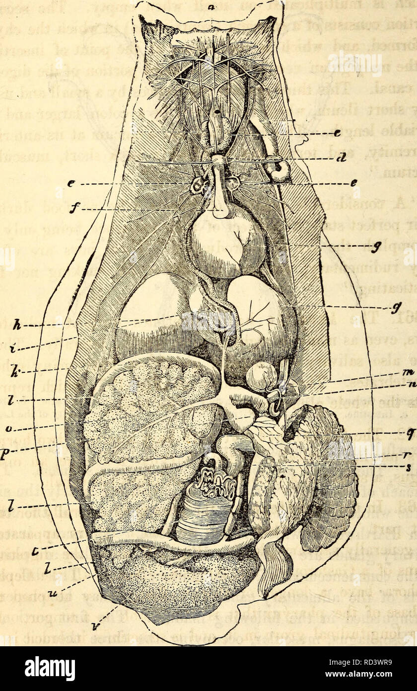 . Elementary anatomy and physiology : for colleges, academies, and other schools. Anatomy; Physiology. 5 98 HITCHCOCK'S ANATOMY Fig. 201.. Aplysia (Mollusc) laid open to show the viscera, a. Esophagus, e. Salivary GlanoV d. Cephalic Ganglion, e. Esophageal Ganglion. f,g First Stomach or Crop. h. Third or True Stomach, i. Gizzard. Jt. Intestine. I. Liver, m. Posterior Ganglion, n. Aorta. o. Hepatic Artery, Ventricle of Heart, q. Auricle, r. s. Branchiae or Gills, i* Lower Intestines. T. Ovary.. Please note that these images are extracted from scanned page images that may have been digitally enh Stock Photo