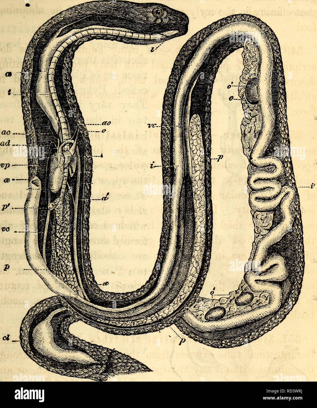 . Elementary anatomy and physiology : for colleges, academies, and other schools. Anatomy; Physiology. AND PHYSIOLOGY. 193 Fig. 196.. Anatomy of the Common Snake. I. Tongue, ce. Esophagus, i. Stomach. if. Small Intestine, cl. Cloaca. /. Liver, o. Ovary, o'. Eggs. t. Trachea, p. p Lungs, vt. Ventricle, e. e'. Auricles, a. ad. af. Aorta, ae. Carotid Arteries, v. vc. Vena? Cavte. Vp. Pulmonary Vein. inversions into several divisions with valve-like appendages between them. 352. Liver.—Fishes have usually a large soft Liver com- pletely saturated with an oil. Its form is various, but is 352. Spea Stock Photo