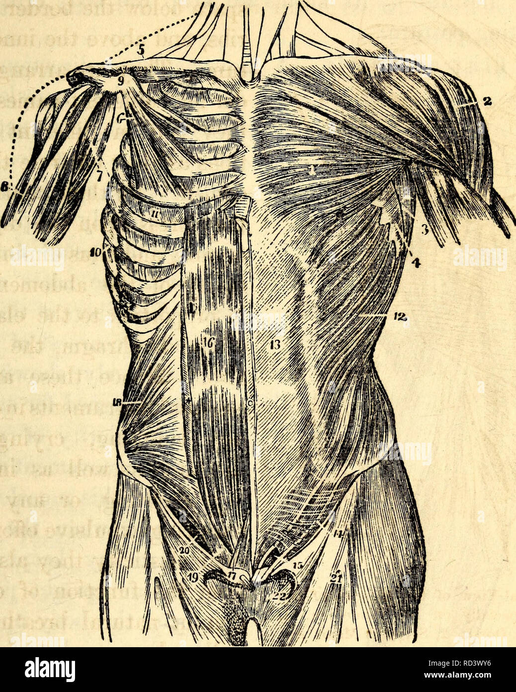 Elementary Anatomy And Physiology For Colleges Academies And Other Schools Anatomy Physiology And Physiology 127 Fig 142 A View Of The Superficial Muscles Of The Left Side And Of The