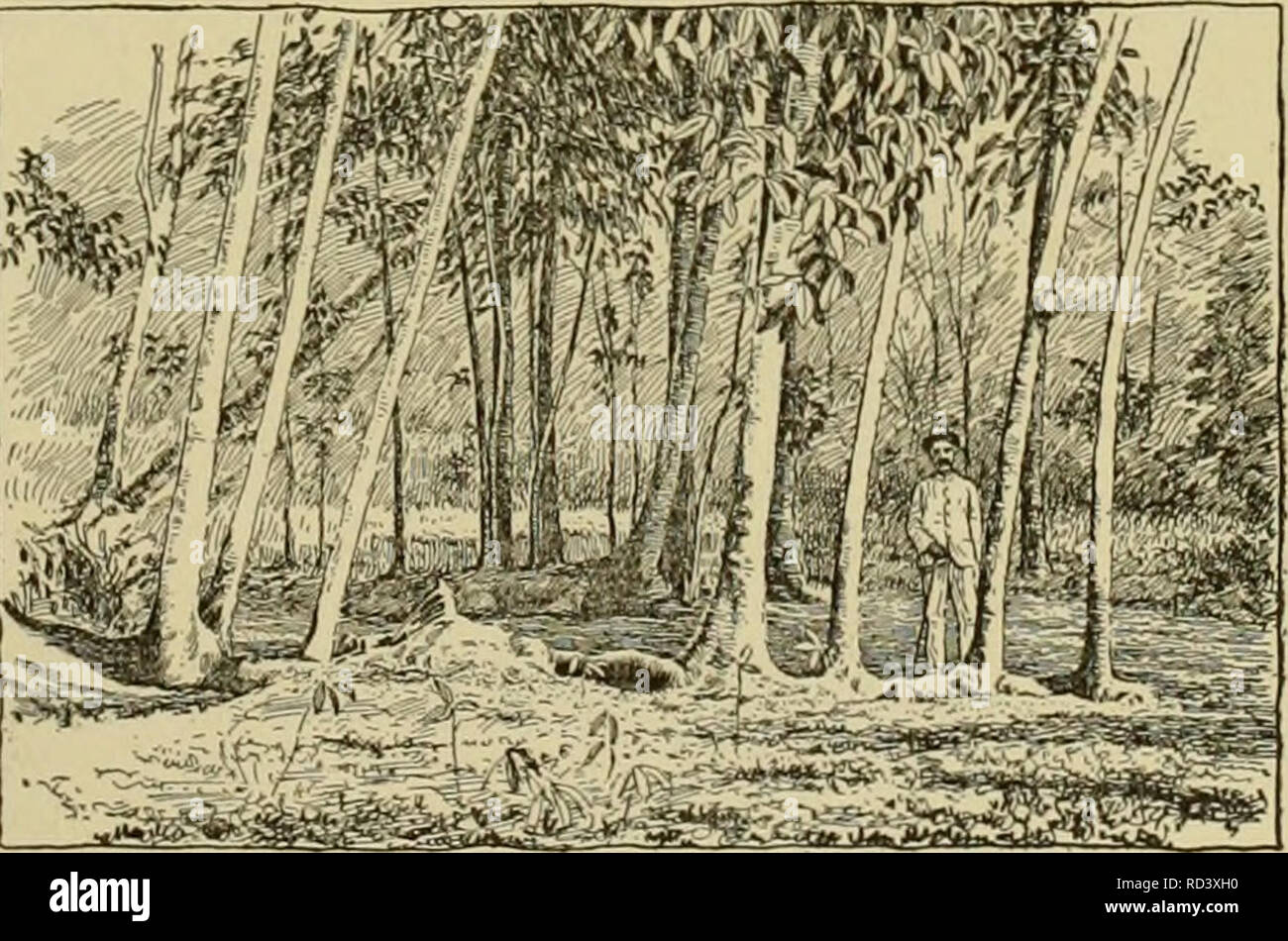 . Cyclopedia of farm crops. Farm produce; Agriculture. Fig. 797. Tapping rubber trees. where a lower temperature prevails than on the plains. In Trinidad it grows at elevation.s of 130 to 500 feet above sea level. Funtumia was for- merly known as Kickxia. (Hart.) West African rubber (Landolphia species). There are several species of this genus which yield rubber of good quality, but which do not respond readily to cultural treatment. They are for the most part high-climbing plants requir- ing the support of trees. The latex or rubber coagulates almost as soon as it exudes. It may be formed int Stock Photo