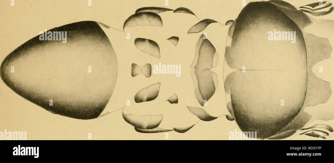 Eosentomon hires stock photography and images Alamy