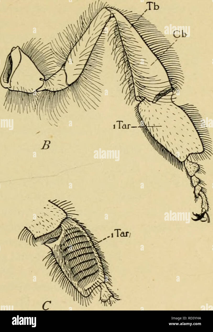 Elementary entomology. Entomology. Fig. 436. Legs of the honey-bee .-/,  left front leg of worker (anterior view), show- ing position of notch (M)  of antenna cleaner on base of first tarsal