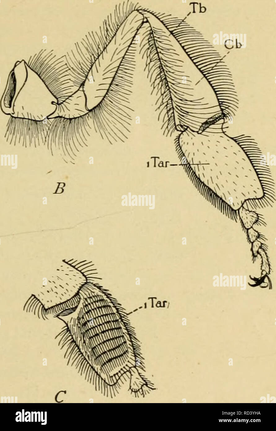 . Elementary entomology. Entomology. Fig. 436. Legs of the honey-bee ...