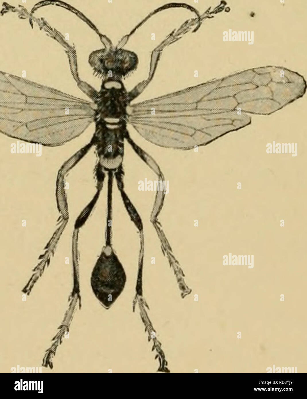 Mud dauber tubes hires stock photography and images Alamy