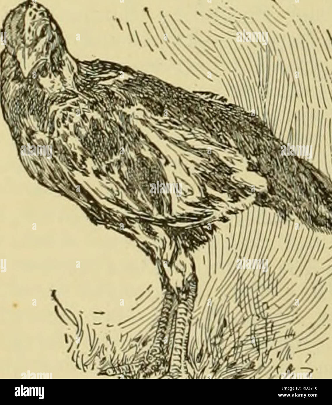 Types of pheasants hires stock photography and images Alamy
