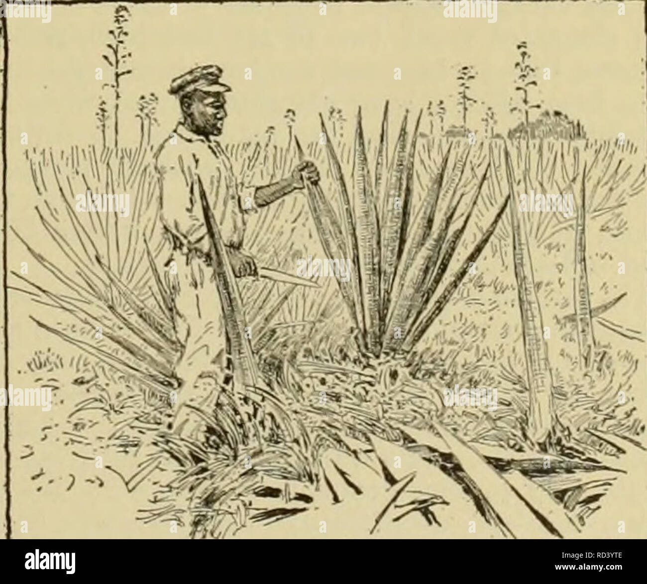 Abaca farm hi-res stock photography and images - Alamy