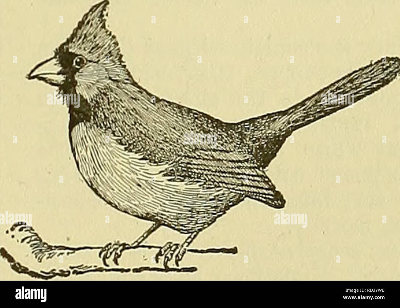 Cyclopedia Of Farm Animals Domestic Animals Animal