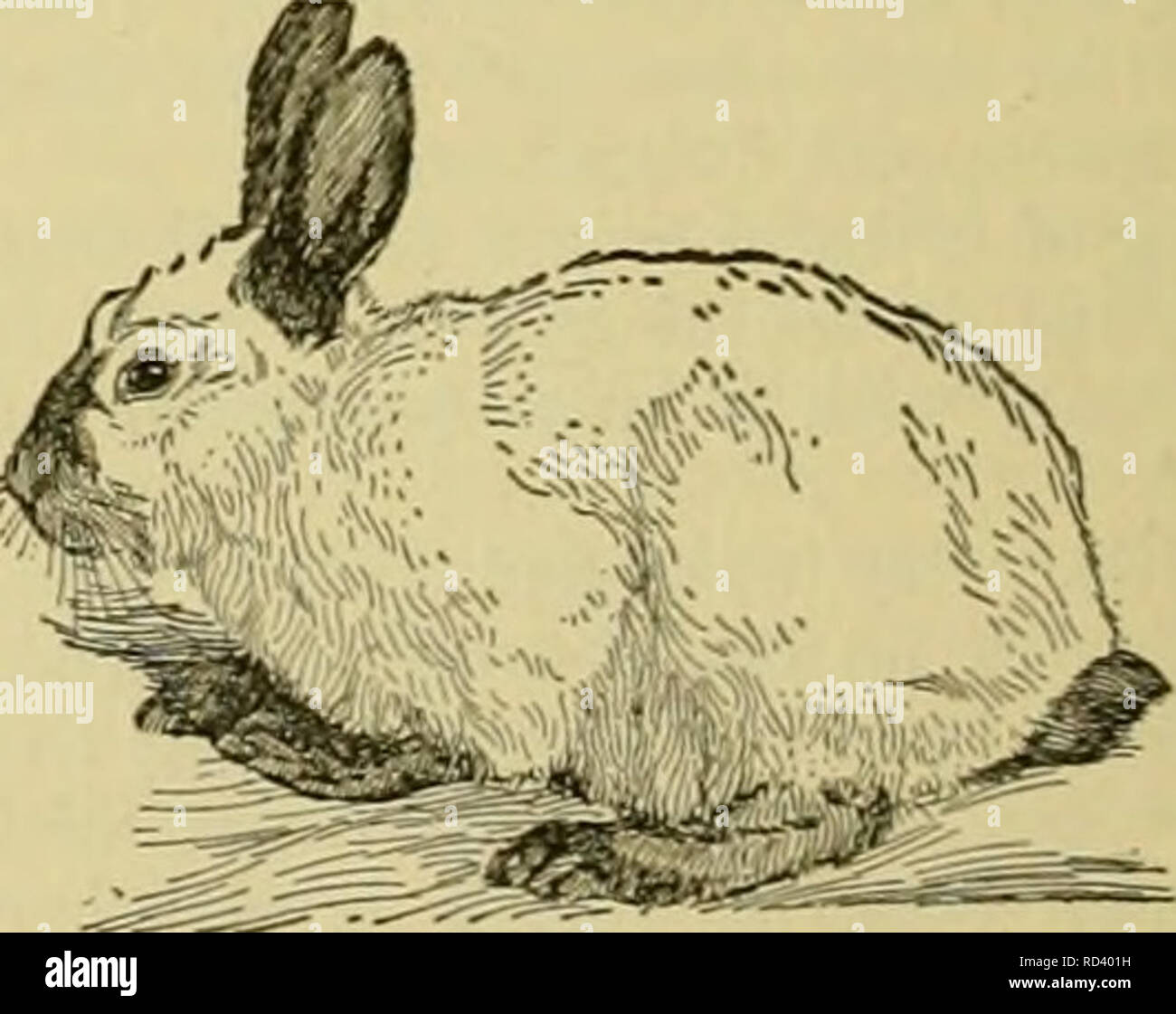 Old English Rabbit Image . Cyclopedia of farm animals. Domestic animals; Animal products. Fig ...